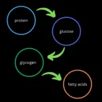 Can Protein Turn Into Fat A chart showing the process of turning protein into fat