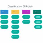 Classification Of Protein chart